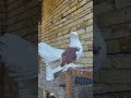النظافه اكسبلور زافير اهميه Pigeon طيور حمام Birds المراه متابعه النظافه اكسبلور زافير اهميه Pigeon طيور حمام Birds المراه متابعه