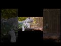 🐅 सफेद बाघ की दहाड़ सुनकर सब हैरान! | White Tiger Amazing Facts #shorts