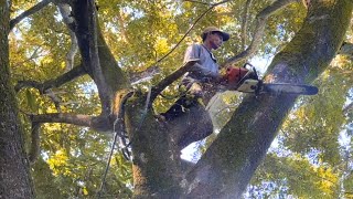 EXTREME ‼️CUTTING HIGH TREMBESI TREES THAT ARE HARD TO CONQUER #sthil#ms660#ms070#chainsaw by Wono Chenel 9,507 views 3 months ago 38 minutes