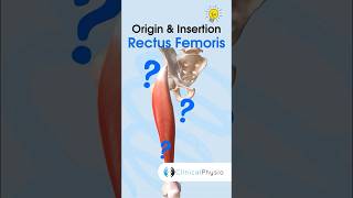 Rectus Femoris Anatomy #physicaltherapy #physicaltherapy #anatomy