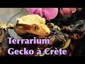 Terrarium gecko  crte