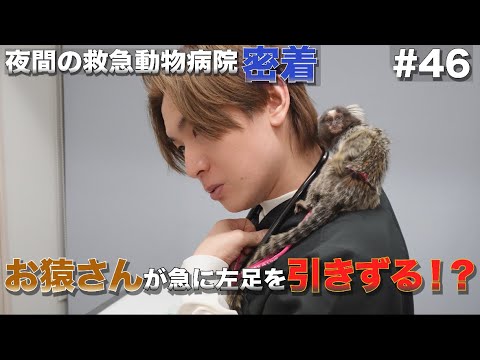 Save the lives of animals! A close look at an emergency animal