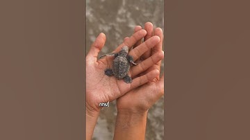 Rùa biển và những thú vị bất ngờ #fyp #shorts #sea
