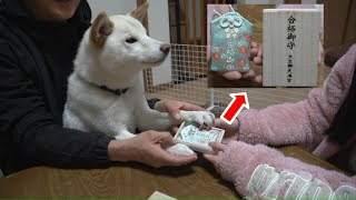 お姉ちゃんに頑張ってと訴えてお守りを渡す柴犬がえらかった！