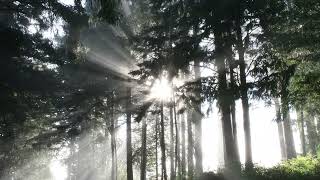 Sun Rays Peeking Through Trees | Travel Fervor