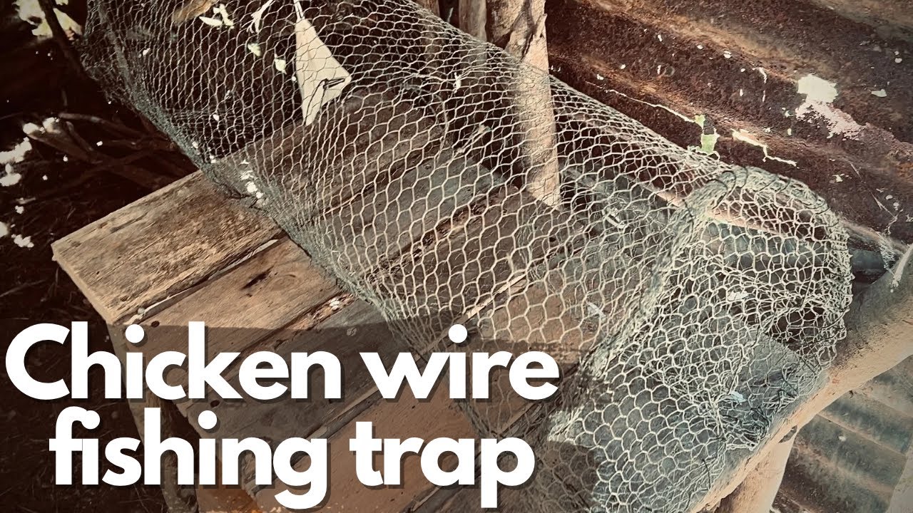 How to make a Chicken Wire Fishing Trap for survival. 