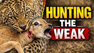 Predators Hunting Baby Animals — Rare Footage