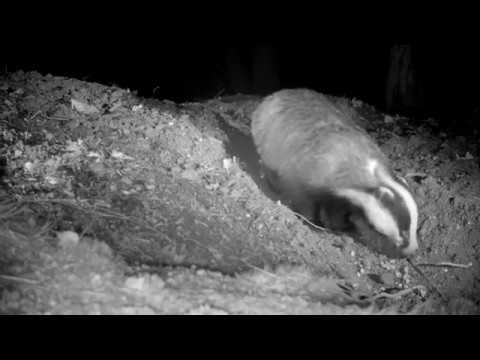 TrogTrogBlog: More experiments with BadgerCam