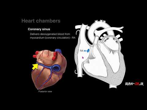 Heart Anatomy (Persian) آموزش آناتومی قلب با دوبله فارسی