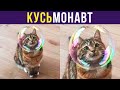 Приколы с котами. КУСЬмонавт | Мемозг #294