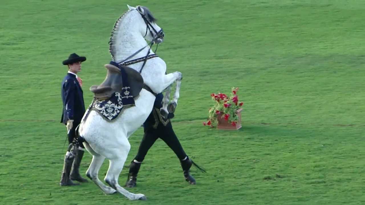 How The Andalusian Horses Dance Show at ADEC 10 FEB 2011.avi YouTube