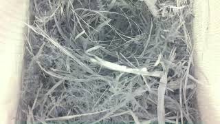 Live Bird Box Camera Norway | Nest Watch 2026 🐦