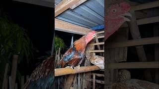 Morning Ringtones Chicken Voice Short  chicken ayam rooster