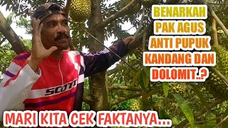 BENARKAH KEBUN DURIAN PAK AGUS WIDODO ANTI PUPUK KANDANG DAN DOLOMIT? KITA CEK FAKTANYA..