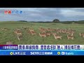 墾丁鹿災