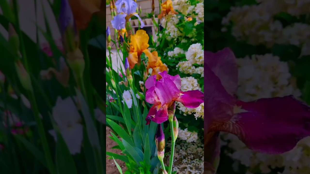 Outdoor Oasis on a Budget 🌴🌱💰