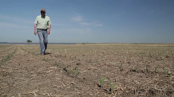 Channel Grower David Gillen, White Lake, SD