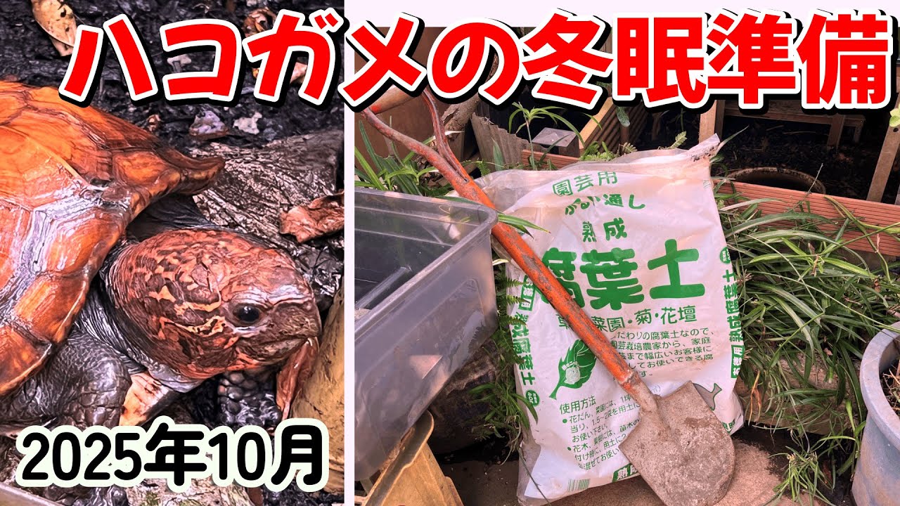 ハコガメの冬眠準備【2025年10月】