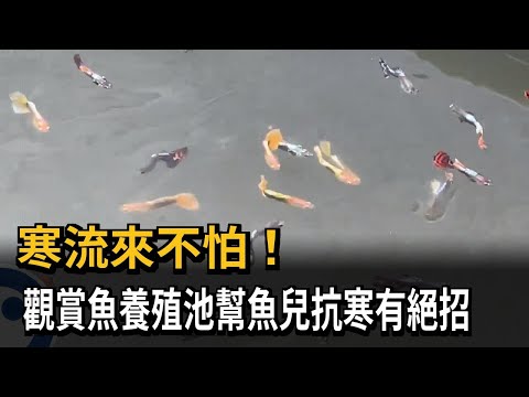 寒流來不怕！ 觀賞魚養殖池幫魚兒抗寒有絕招－民視新聞