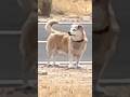 That Time I lost Sight of MaMa #shortsfeed #cutedog #fypdog #doglover #dog