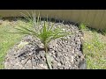 Washingtonia  phoenix canariensis zone pushing experiment