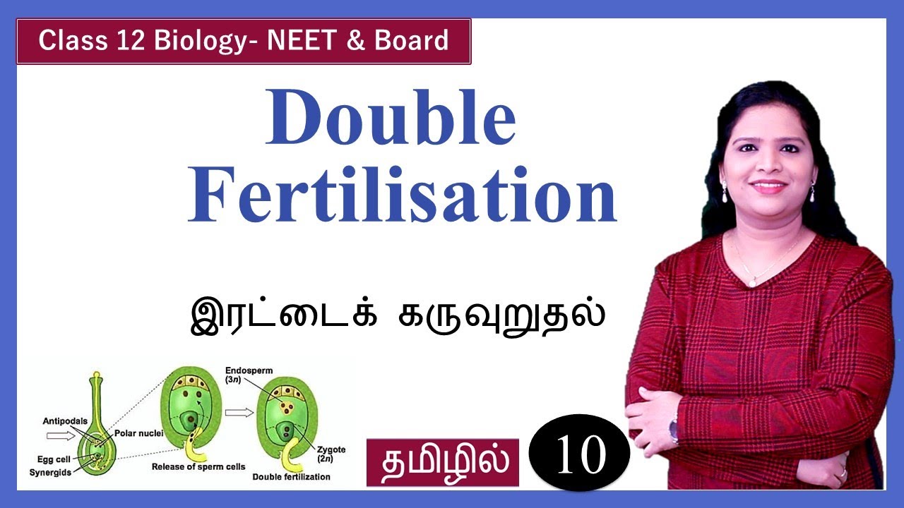 Double Fertilization Triple Fusion In Tamil YouTube double-fertilization-triple-fusion-in-tamil-youtube