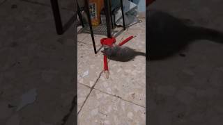 He Really Hate Monkeys