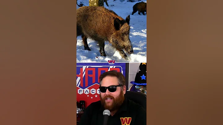 Canadian 'super pigs' are invading the U.S.!