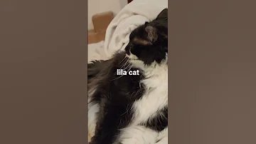 CAT WAR TAS CAT VS LILA CAT NOV 26 2022 