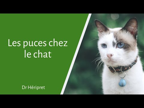 Vidéo: Dermatite Aux Puces Chez Le Chat: Symptômes, Traitement