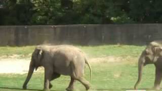 mandig camouflage andrageren Asiatisk elefant - GIVSKUD ZOO