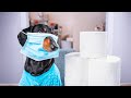 Covidiots are everywhere! Cute & funny dachshund dog video!