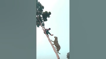 A Leopard attacks a boy on a tree #tiger #vfx #shortsfeed #leopard #wildlife
