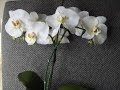 Орхидея Фаленопсис МК от Риты (попытка вторая :)) the Phalaenopsis Orchid by Rita (attempt two :)))