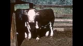 1950s Beef Cattle Production  Herds West (1955)  CharlieDeanArchives / Archival Footage