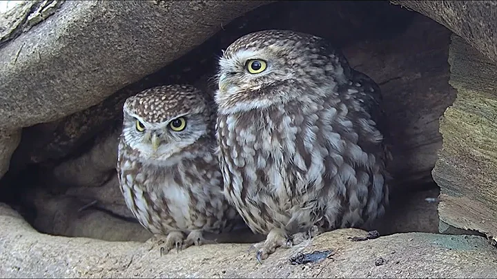 Will Little Owls Nest in Ash Wood? Discover How Little Owls Search for Nest Sites in this LIVE + Q&A