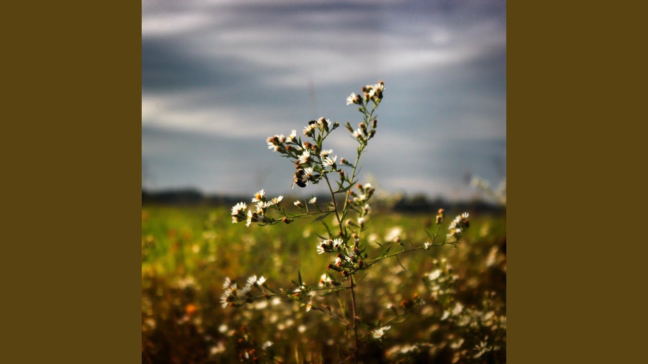 Watch Like the Wind on YouTube Watch Like the Wind on YouTube
