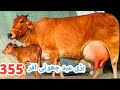 03005104051 Sahiwal Cross Cow 16 Kg Milk Youtub 10 5 2026 