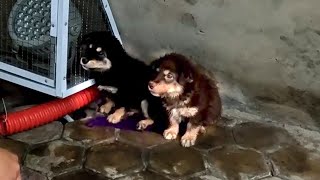 Two puppies sought shelter from rain under the bridge, but Adopted as Treasures by a visiting lady