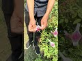 wearing a rose colored cap