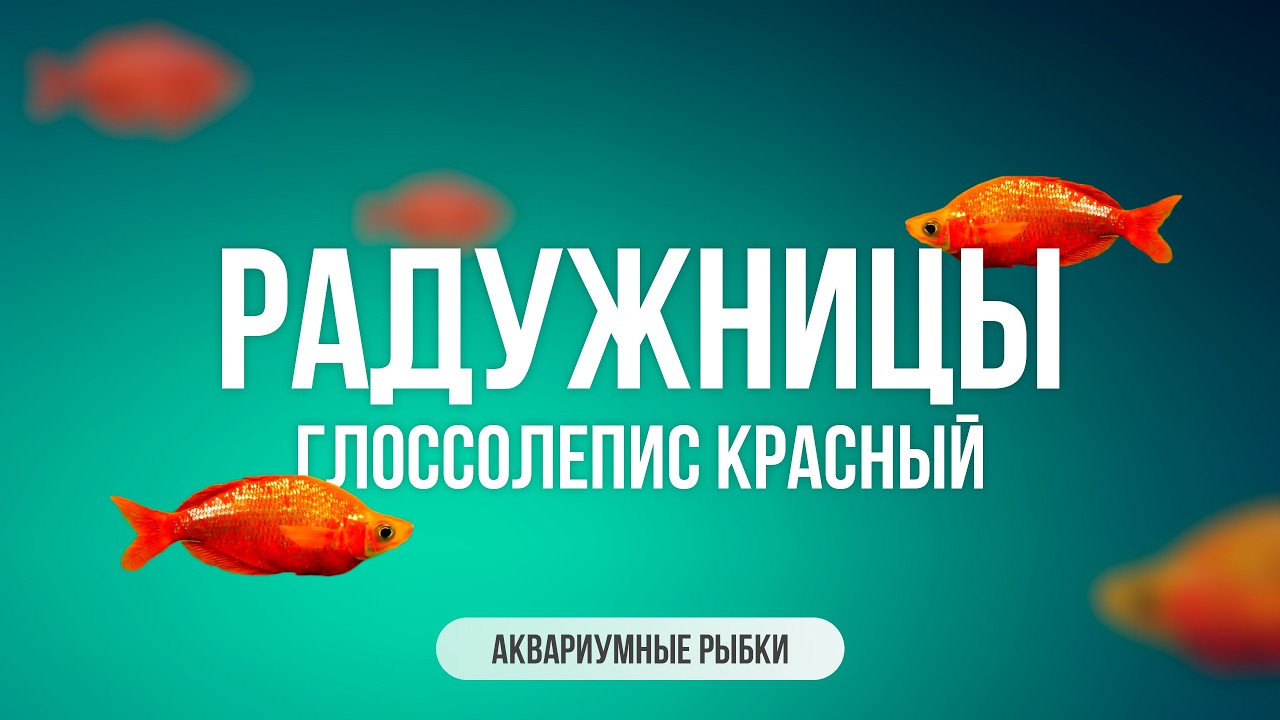 Радужницы. Глоссолепис красный