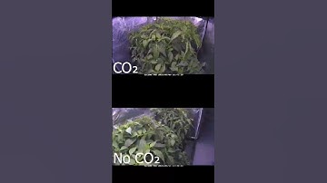 Thumbnail of CO2 Vs no CO2 TEST