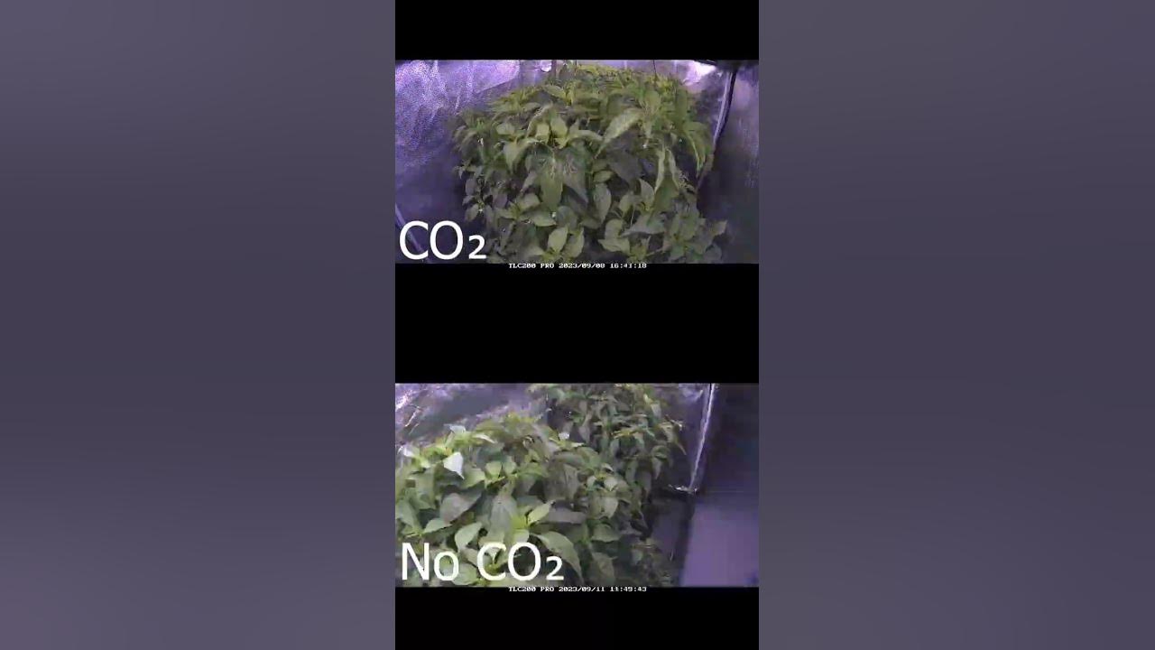 CO2 Vs no CO2 TEST
