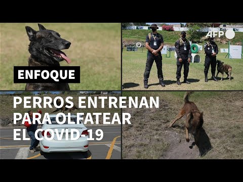 Olfato canino, al servicio de la lucha contra el covid-19 en Latinoamérica | AFP