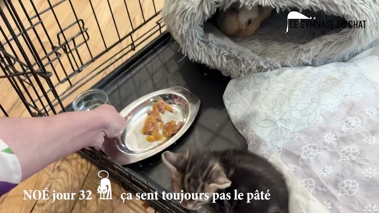 Noé le chat jour 32 : ça sent toujours pas le pâté