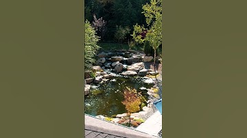 Building a HUGE custom recreation pond TIMELAPSE! | #shorts