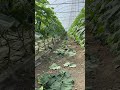 Menanam Mentimun di rumah plastik