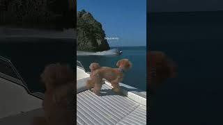 Верь в мечту \ #личностныйрост. #аффирмации, #финансоваяграмотность | #shorts / #финансы