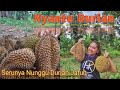 SERUNYA NUNGGU DURIAN JATUH || NYANTU DURIAN