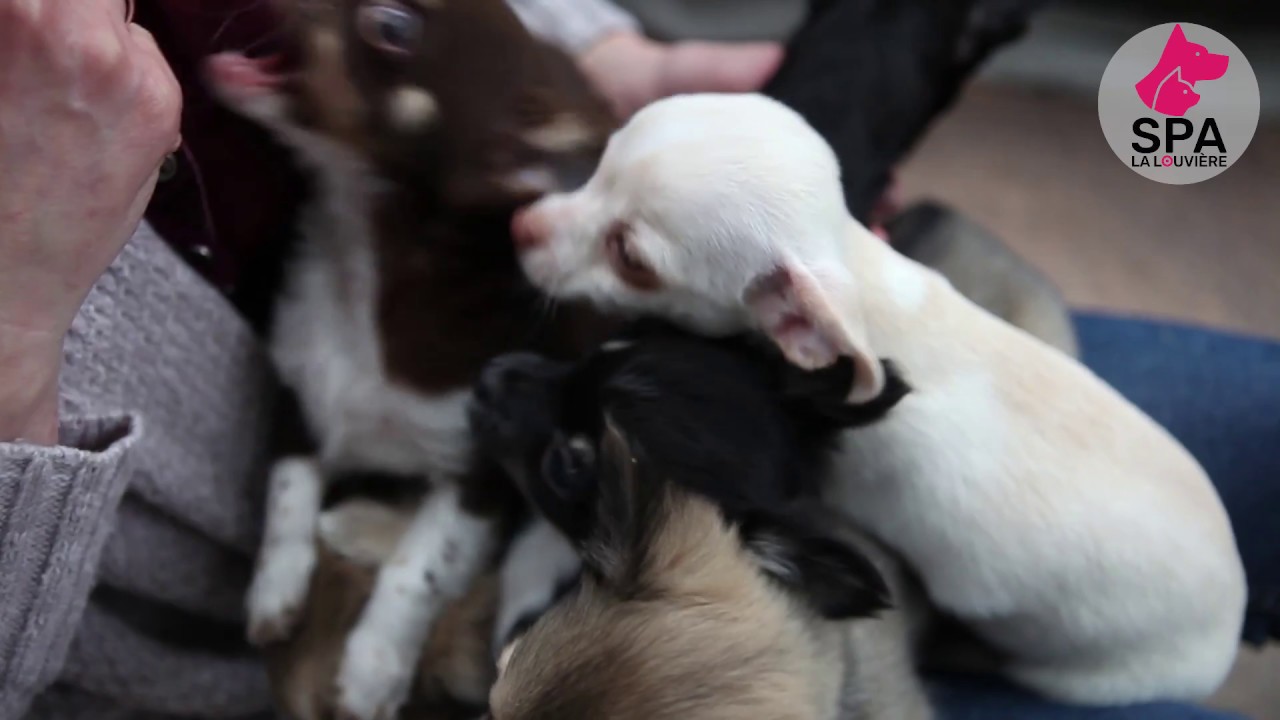 6 Chihuahuas à l'adoption à la SPA La Louvière